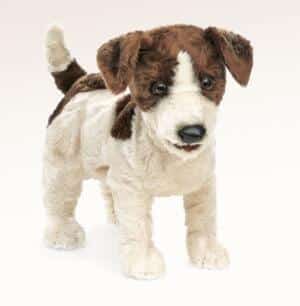 Jack Russell Terrier / Jack Russell Terrier