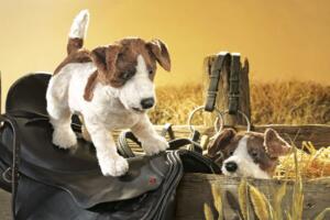 Jack Russell Terrier / Jack Russell Terrier