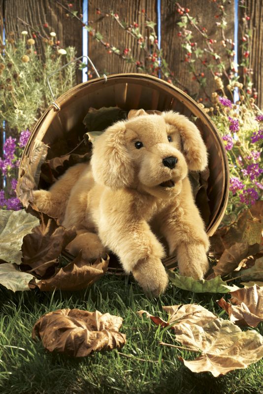 2862 Golden Retriever Baby / Golden Retriever Puppy